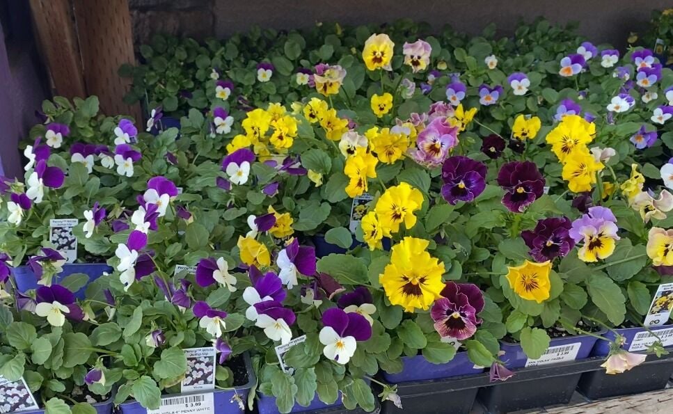 Gardening Guidelines for the Spring Time | Information 1 Beaver Bark Flowers